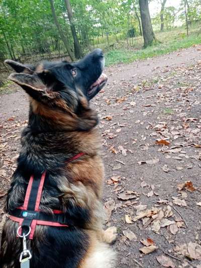 Alles rund um den Schäferhund, diskutieren erwünscht.-Beitrag-Bild