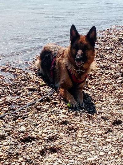 Alles rund um den Schäferhund, diskutieren erwünscht.-Beitrag-Bild