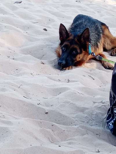 Alles rund um den Schäferhund, diskutieren erwünscht.-Beitrag-Bild