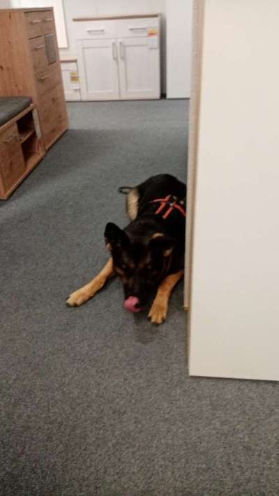 Alles rund um den Schäferhund, diskutieren erwünscht.-Beitrag-Bild