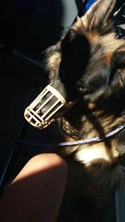 Alles rund um den Schäferhund, diskutieren erwünscht.-Beitrag-Bild