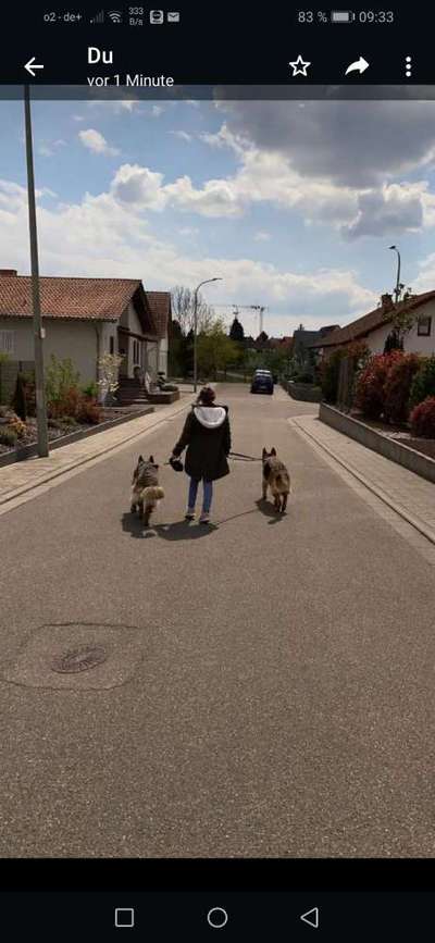 Alles rund um den Schäferhund, diskutieren erwünscht.-Beitrag-Bild