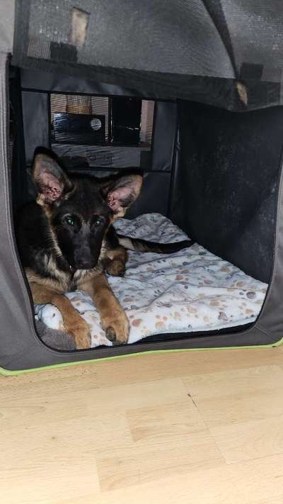 Der Welpe und die Box-Beitrag-Bild