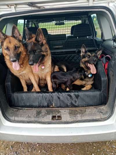 Mehrere Hunde zuhause !-Beitrag-Bild