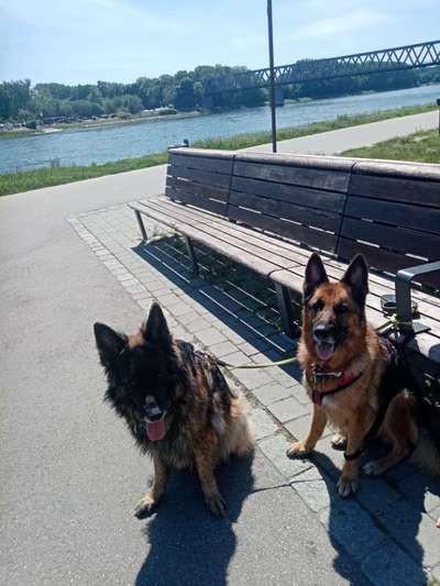 Alles rund um den Schäferhund, diskutieren erwünscht.-Beitrag-Bild