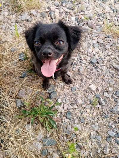 Alles rund um den Schäferhund, diskutieren erwünscht.-Beitrag-Bild