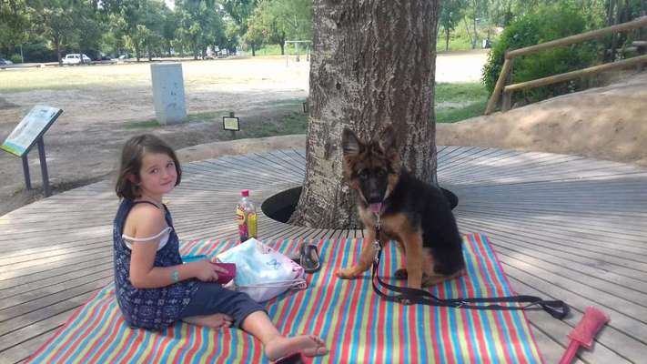 Alles rund um den Schäferhund, diskutieren erwünscht.-Beitrag-Bild