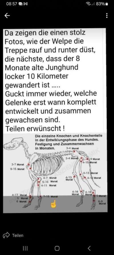 Panostitis bei Malinois Junghund-Beitrag-Bild