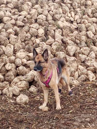 Alles rund um den Schäferhund, diskutieren erwünscht.-Beitrag-Bild