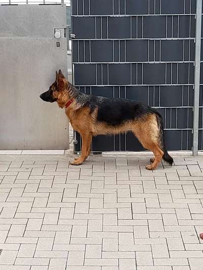 Alles rund um den Schäferhund, diskutieren erwünscht.-Beitrag-Bild