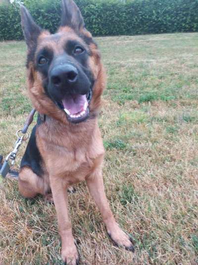 Korrektes Sitz trainieren / Welpensitz abgewöhnen-Beitrag-Bild