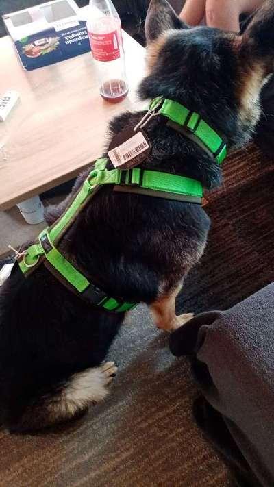 Alles rund um den Schäferhund, diskutieren erwünscht.-Beitrag-Bild