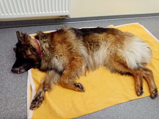 Alles rund um den Schäferhund, diskutieren erwünscht.-Beitrag-Bild