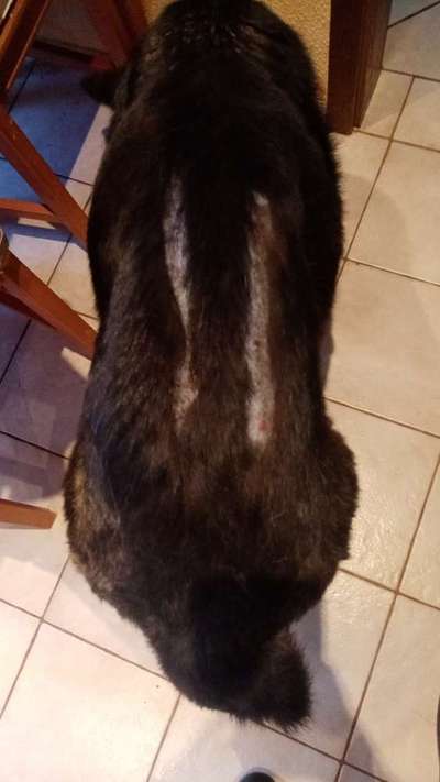 Alles rund um den Schäferhund, diskutieren erwünscht.-Beitrag-Bild