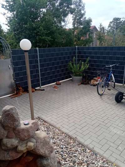 Alles rund um den Schäferhund, diskutieren erwünscht.-Beitrag-Bild