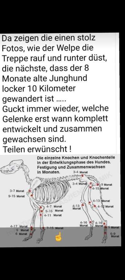 Dauer Spaziergang Junghund 6 Monate-Beitrag-Bild