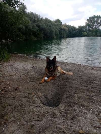 Alles rund um den Schäferhund, diskutieren erwünscht.-Beitrag-Bild