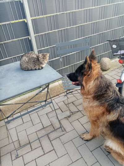 Alles rund um den Schäferhund, diskutieren erwünscht.-Beitrag-Bild