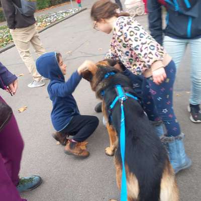 Universal Allzweck Sündenbock Schäferhund-Beitrag-Bild
