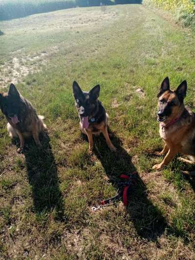 Alles rund um den Schäferhund, diskutieren erwünscht.-Beitrag-Bild