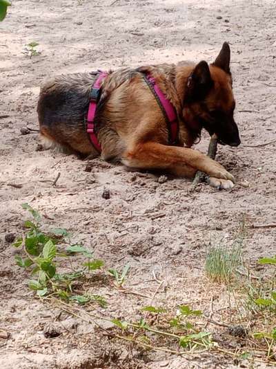 Alles rund um den Schäferhund, diskutieren erwünscht.-Beitrag-Bild