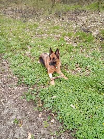 Wald Bild-Beitrag-Bild