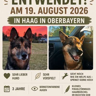 Giftköder-Hund aus Garten gestohlen-Bild