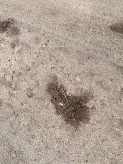 Giftköder-Weißes Granulat auf Feldweg-Bild