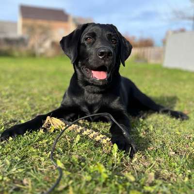Hundetreffen-Welpen Gassi/Spielen/Üben-Bild