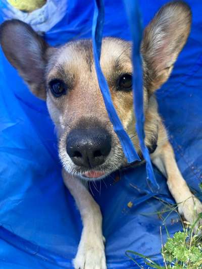 TierschutzhundeStammtisch🐕-Beitrag-Bild