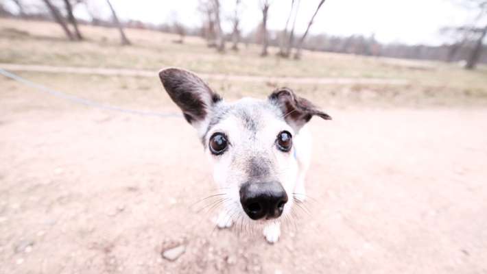 42. Handy Fotochallenge - Den richtigen Riecher haben-Beitrag-Bild