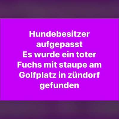 Giftköder-Toter Fuchs mit Staupeinfektion-Bild