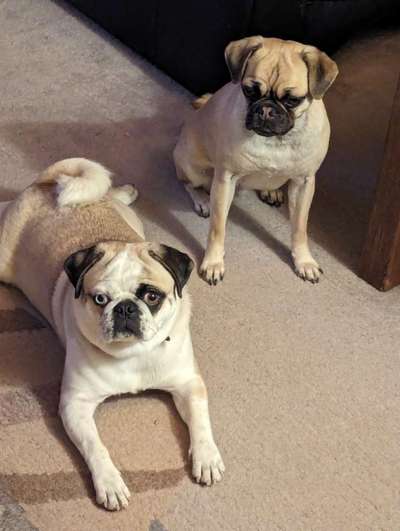 Wie kamst du zu deinem Hund?-Beitrag-Bild