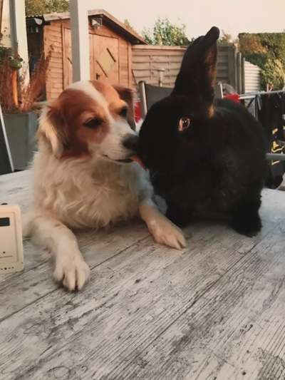 Fotochallenge Nr. 51 "Euer Hund mit anderen Tieren"-Beitrag-Bild