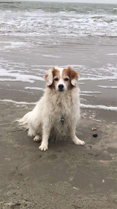 Mischlingshunde Foto Aufruf-Beitrag-Bild