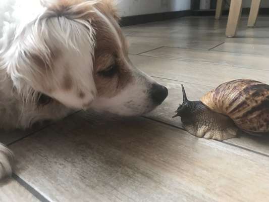 Die Dogorama Kalender Challenge Titelbild-Beitrag-Bild