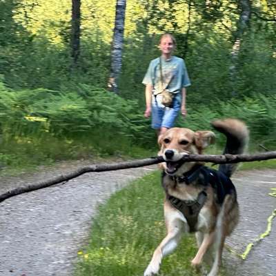 Hundetreffen-Hütehunde als Spielpartner gesucht-Bild
