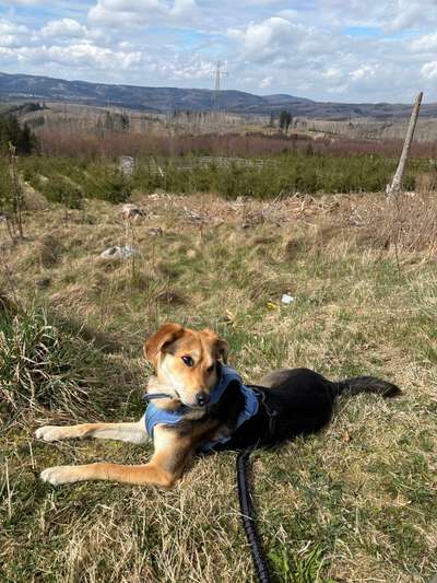 Hundetreffen-Social Walks in Bahrenfeld-Bild
