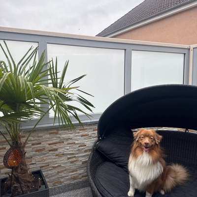 Hundetreffen-Suche Aussies für einen schönen Spaziergang und zum Spielen 🥰-Bild