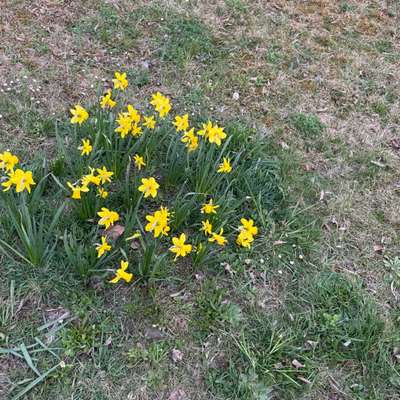 Giftköder-Blaukorn-Bild