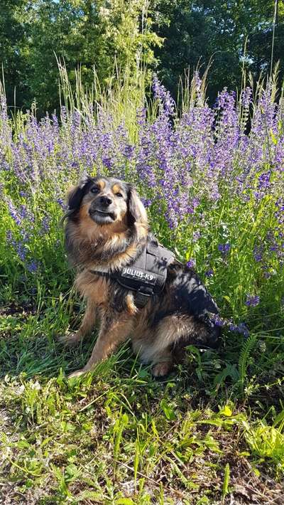 Die Dogorama Monats Challenge "Es grünt und blüht"-Beitrag-Bild