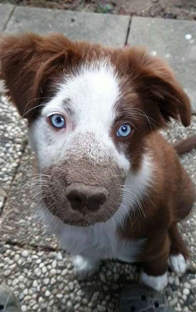 Dogorama Photo Challenge - Portrait-Beitrag-Bild