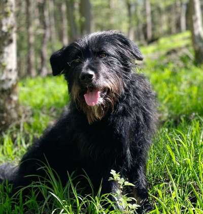 Auslandstierschutz-Beitrag-Bild