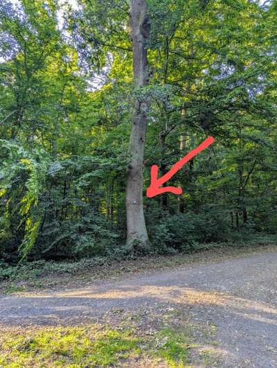 Giftköder-Eichenprozzessionsspinner-Bild