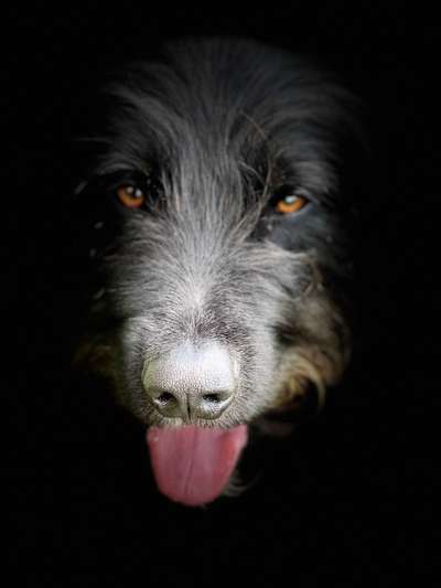 Tongue Out Tuesday-Beitrag-Bild