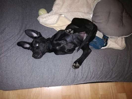 Welpen Bilder !-Beitrag-Bild