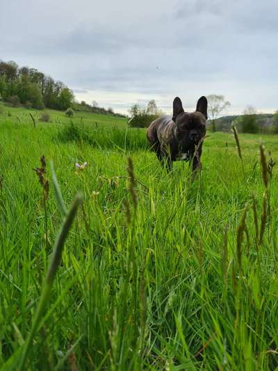 Hundetreffen-Playdate-Bild