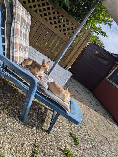 Hundetreffen-Trainingshilfe, Verbesserung des Sozialverhaltens-Bild