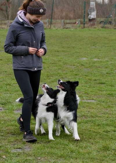 Hundetreffen-Kontakte für gemeinsame Spaziergänge/Training-Bild