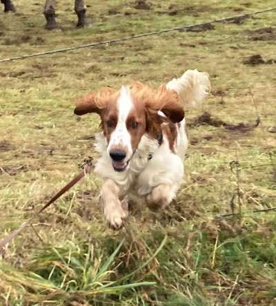 Springer Spaniel-Beitrag-Bild